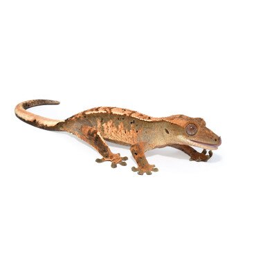 Harlequin Dalmation Crested Gecko